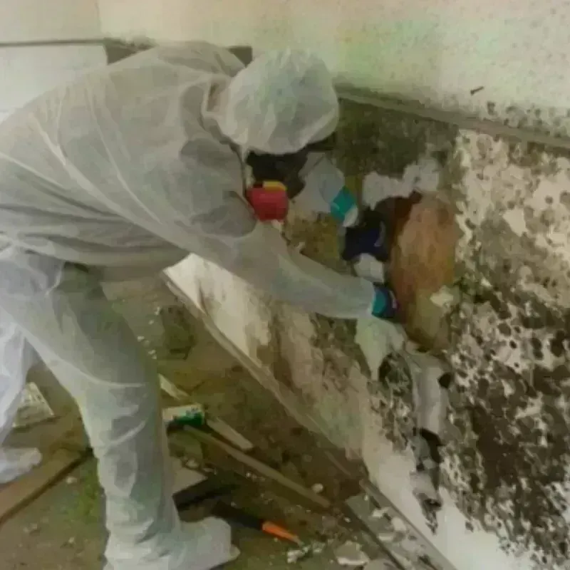 Mold Remediation and Removal in Irrigon, OR